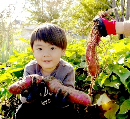 写真：キッズさつまいも掘り体験！